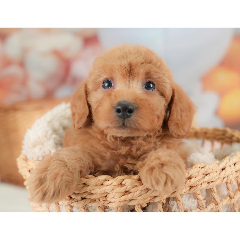 販売中の群馬県のトイプードル-452292の6枚目