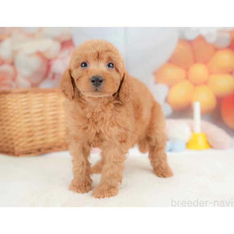 販売中の群馬県のトイプードル-452292の3枚目