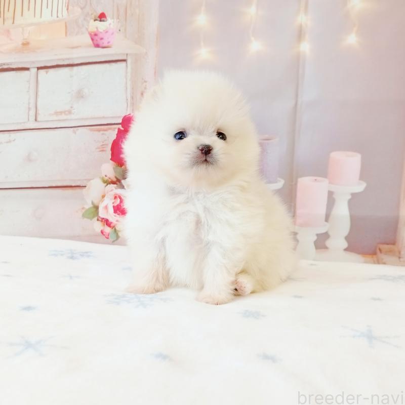 販売中の和歌山県のポメラニアン-450228