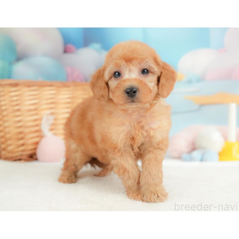 販売中の群馬県のトイプードル-452291の10枚目