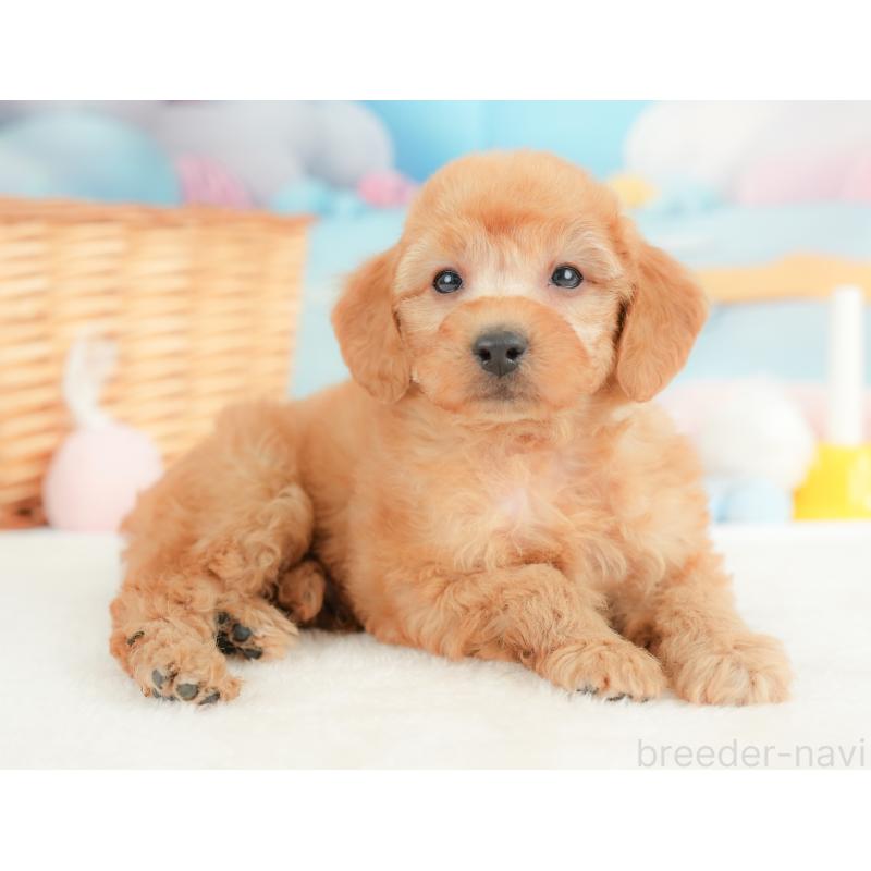 販売中の群馬県のトイプードル-452291の7枚目