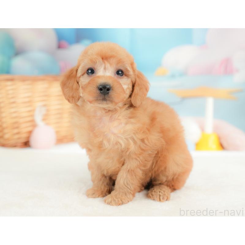 販売中の群馬県のトイプードル-452291の6枚目