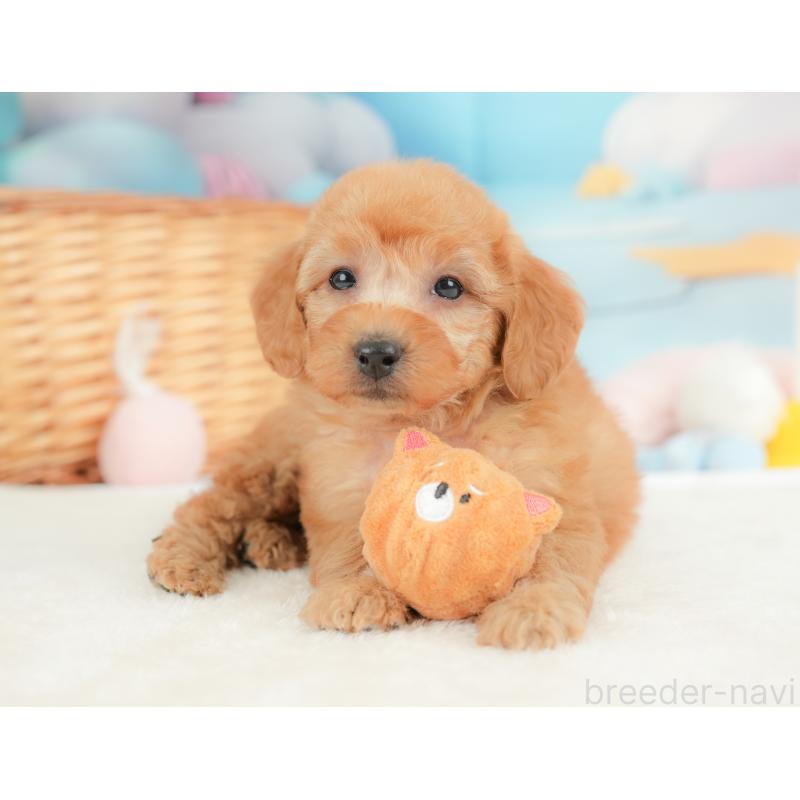 販売中の群馬県のトイプードル-452291の5枚目