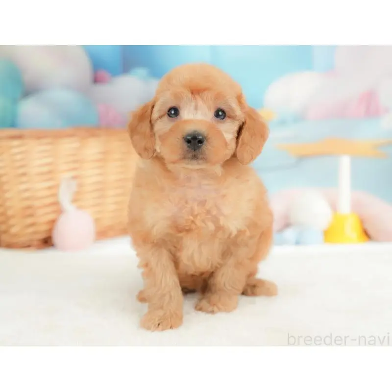 販売中の群馬県のトイプードル-452291の4枚目