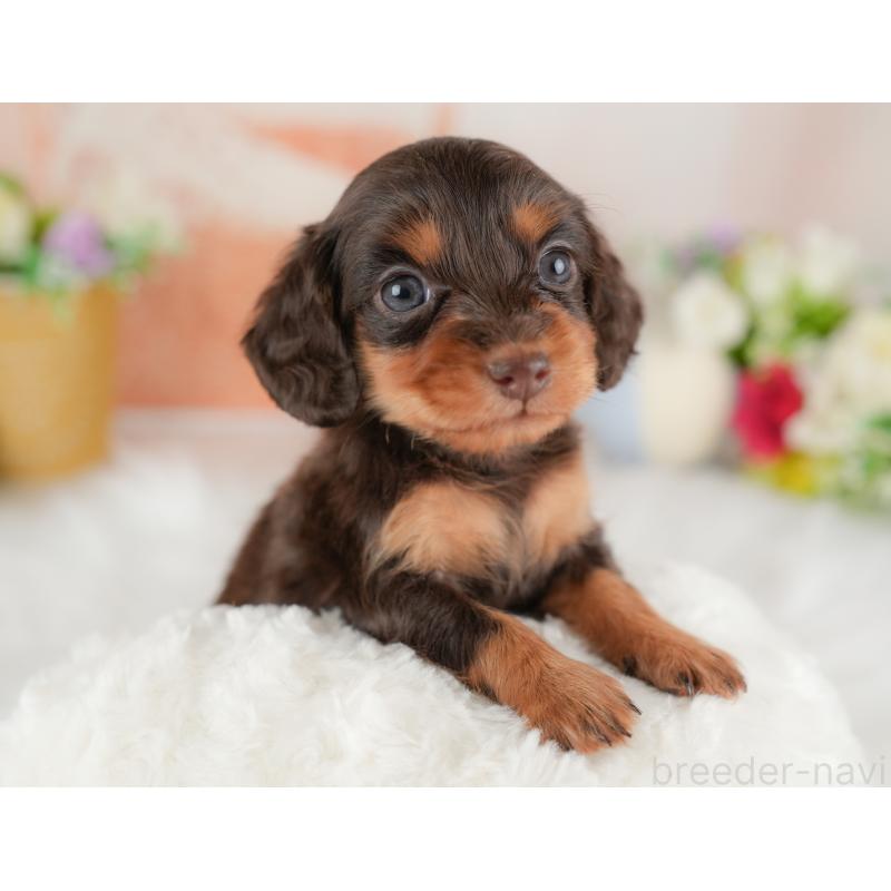 販売中の群馬県のミニチュアダックスフンド(ロングヘアード)-452288の11枚目