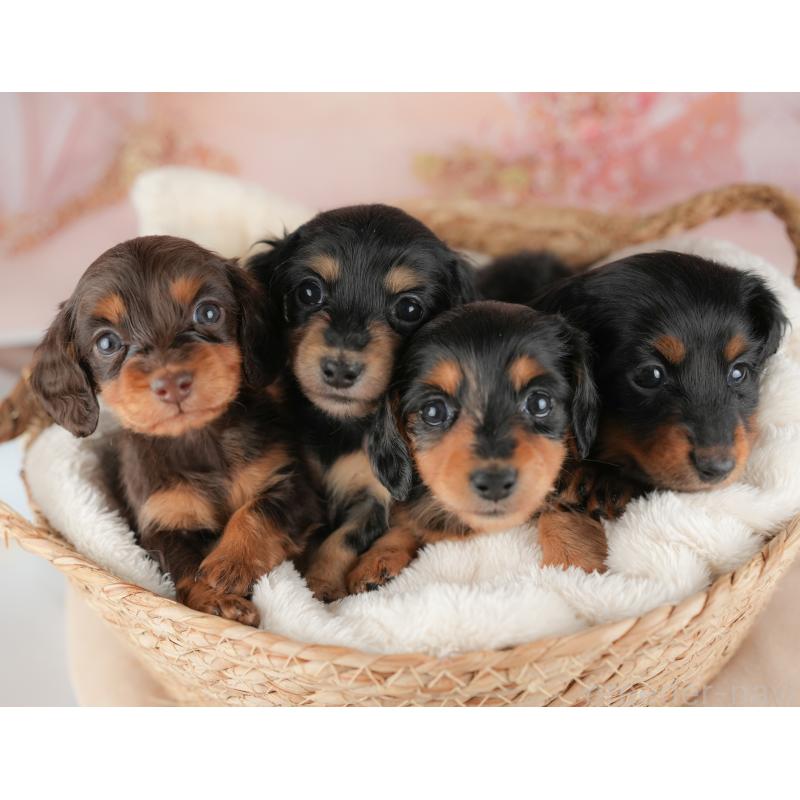 販売中の群馬県のミニチュアダックスフンド(ロングヘアード)-452288の10枚目