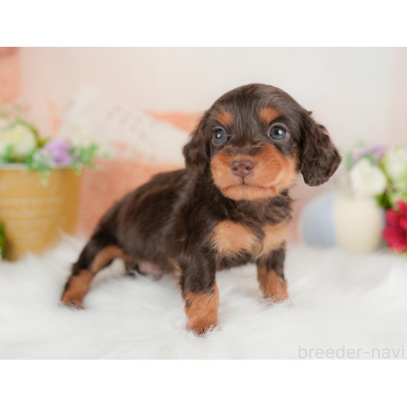 販売中の群馬県のミニチュアダックスフンド(ロングヘアード)-452288の7枚目