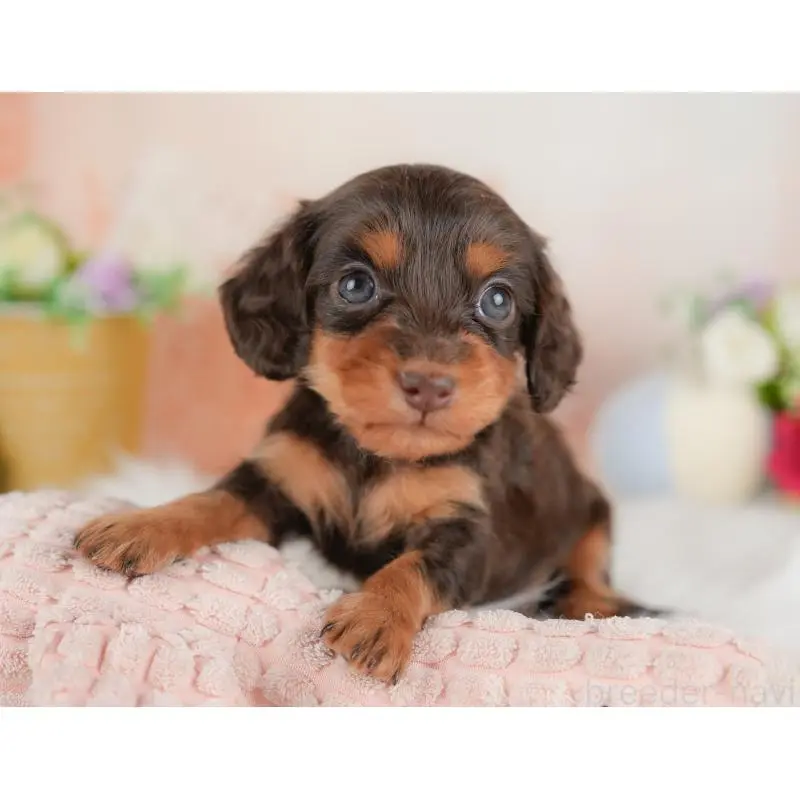 販売中の群馬県のミニチュアダックスフンド(ロングヘアード)-452288の6枚目