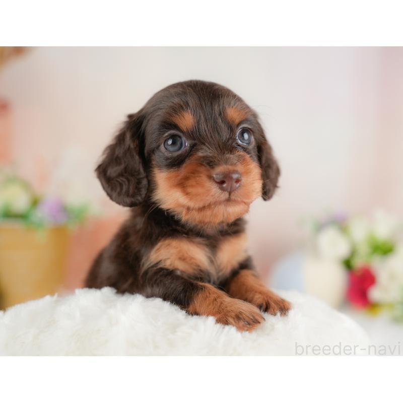 販売中の群馬県のミニチュアダックスフンド(ロングヘアード)-452288の4枚目