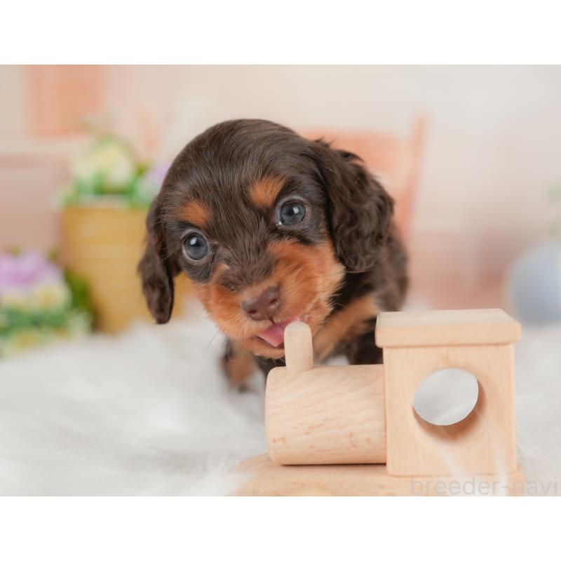 販売中の群馬県のミニチュアダックスフンド(ロングヘアード)-452288の3枚目