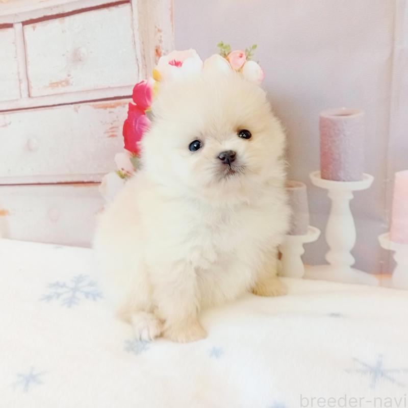 販売中の和歌山県のポメラニアン-450233