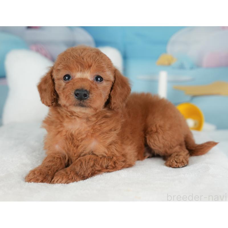 販売中の群馬県のトイプードル-452285の11枚目