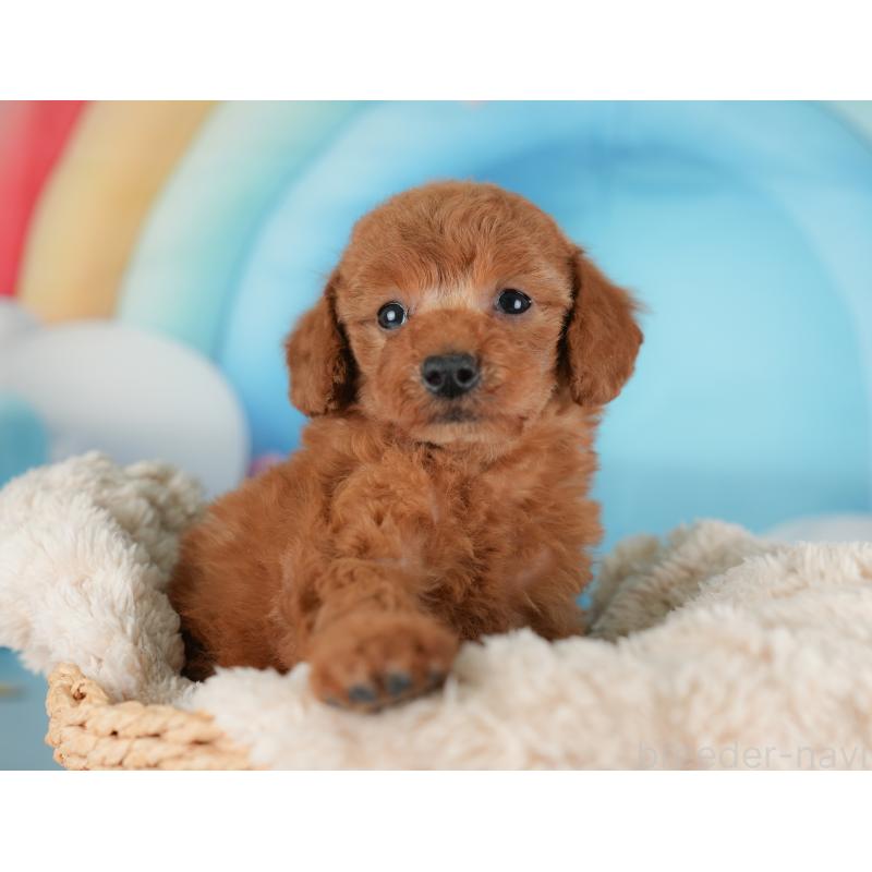 販売中の群馬県のトイプードル-452285の10枚目