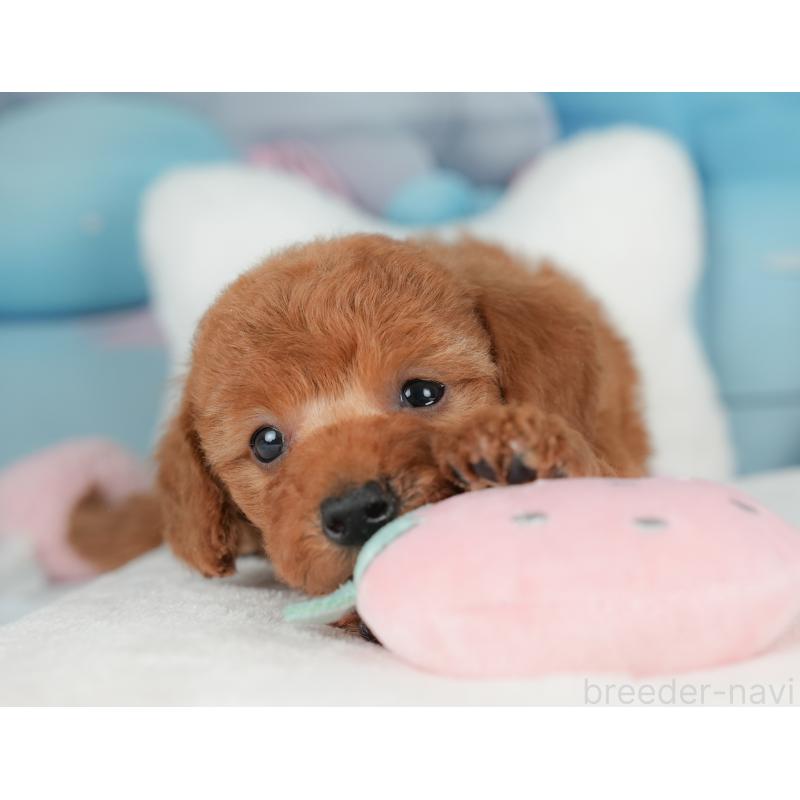 販売中の群馬県のトイプードル-452285の8枚目