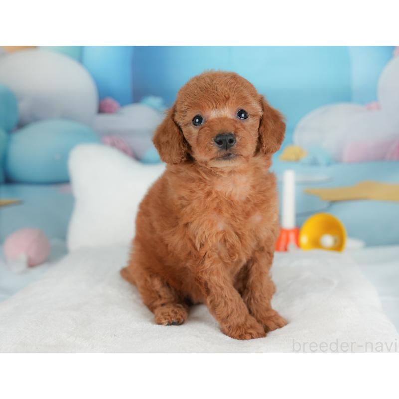 販売中の群馬県のトイプードル-452285の6枚目