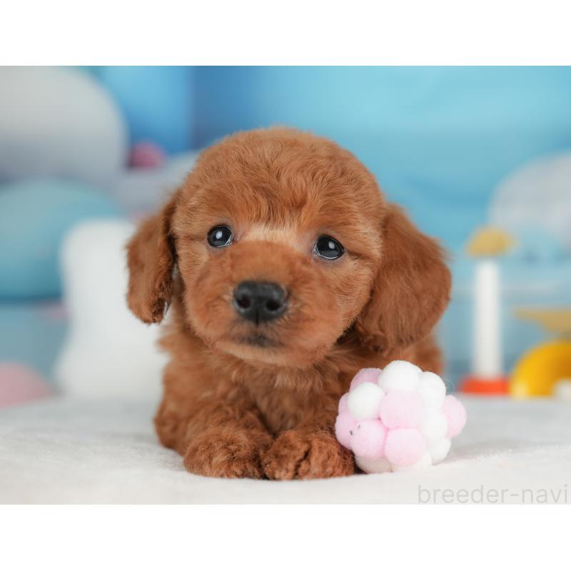 販売中の群馬県のトイプードル-452285の5枚目