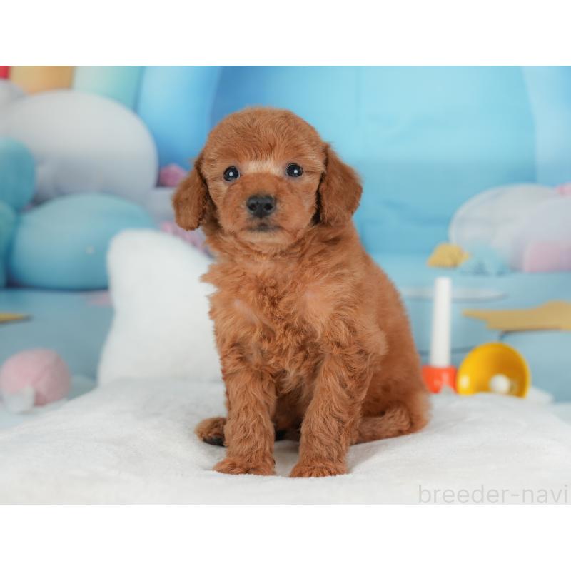 販売中の群馬県のトイプードル-452285の4枚目