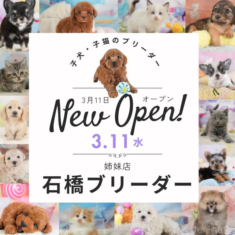 販売中の群馬県のトイプードル-452282の13枚目