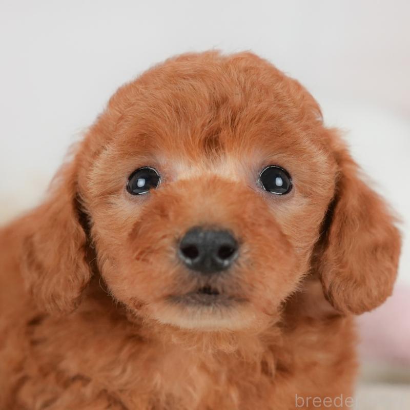 ♂︎トイプードル