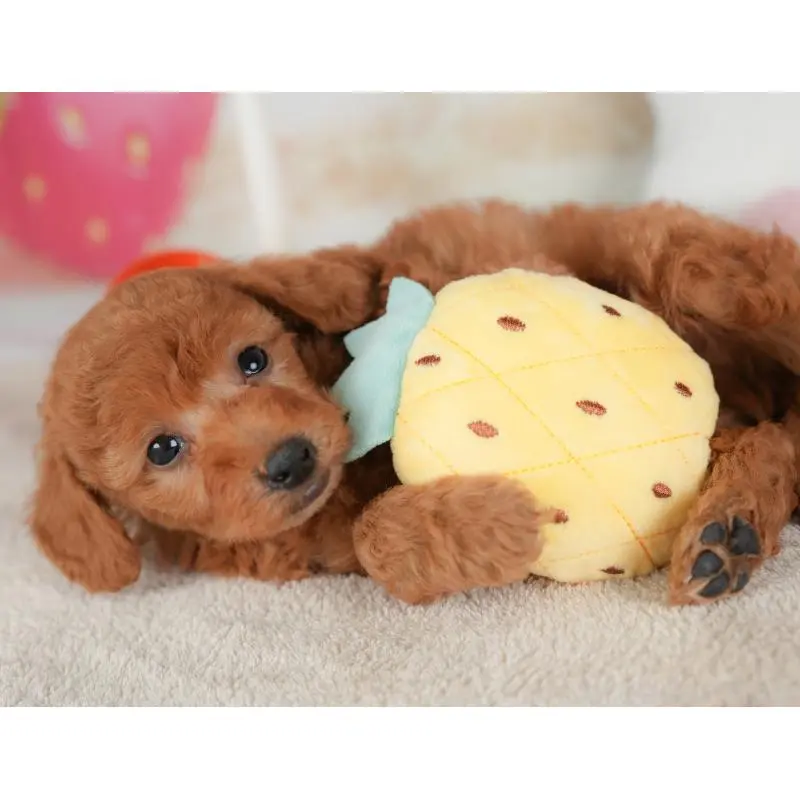 販売中の群馬県のトイプードル-452282の11枚目