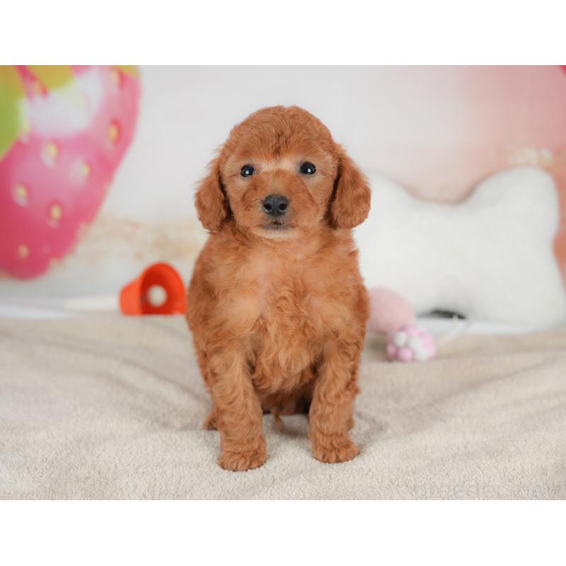 販売中の群馬県のトイプードル-452282の10枚目