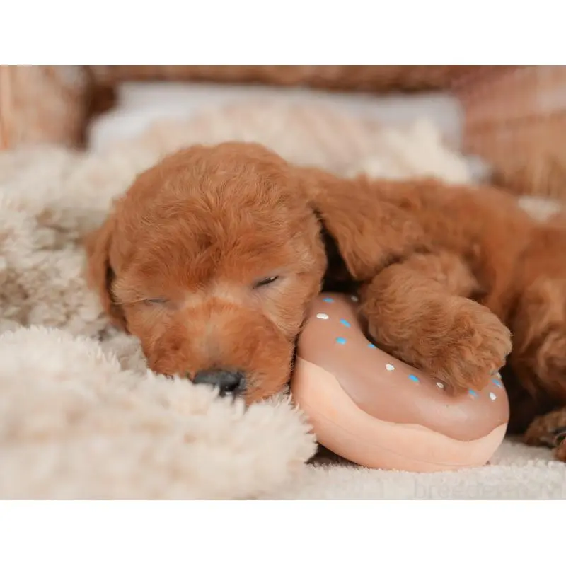 販売中の群馬県のトイプードル-452282の9枚目