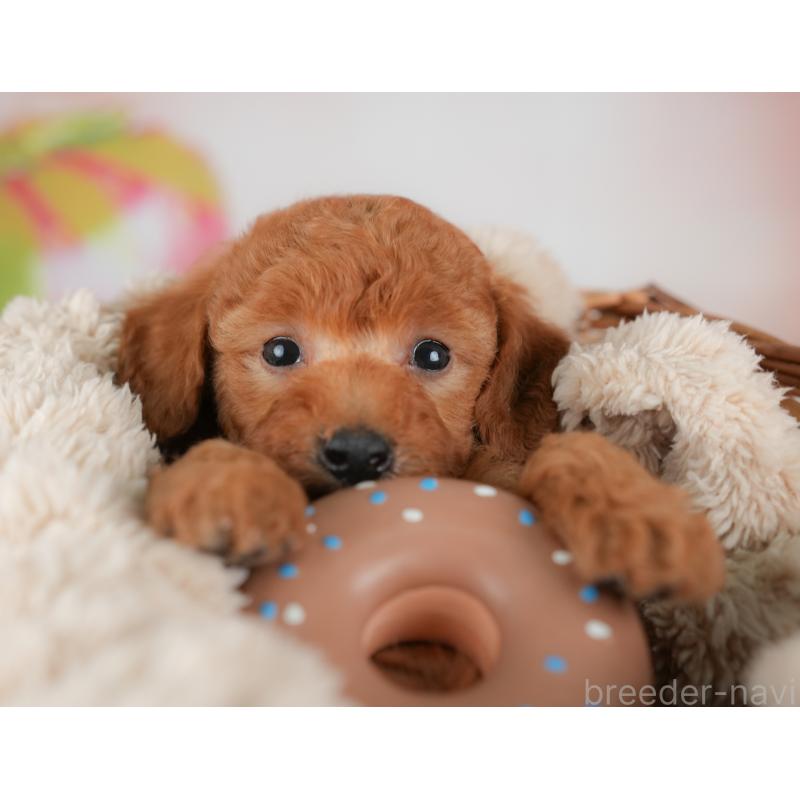 販売中の群馬県のトイプードル-452282の8枚目