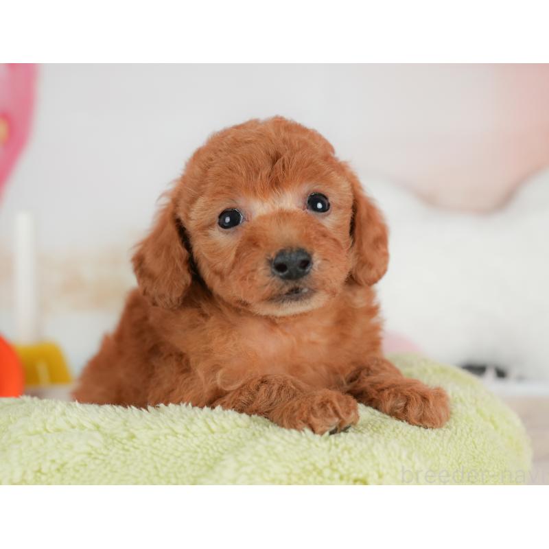 販売中の群馬県のトイプードル-452282の7枚目