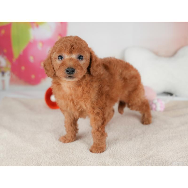 販売中の群馬県のトイプードル-452282の6枚目