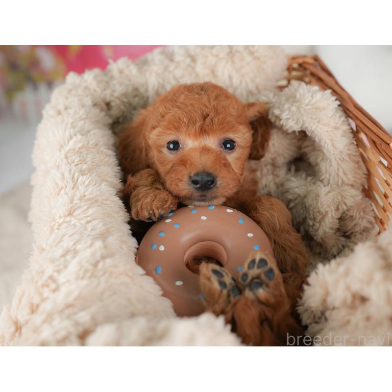 販売中の群馬県のトイプードル-452282の4枚目