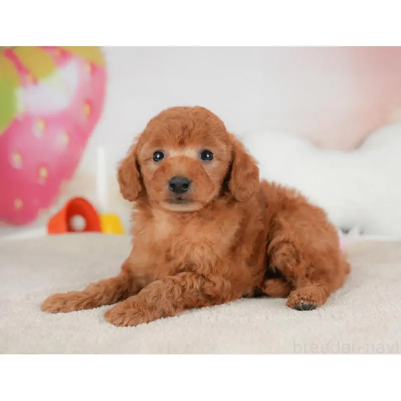 販売中の群馬県のトイプードル-452282の3枚目