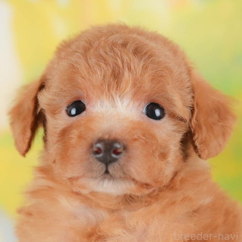 ♀︎トイプードル