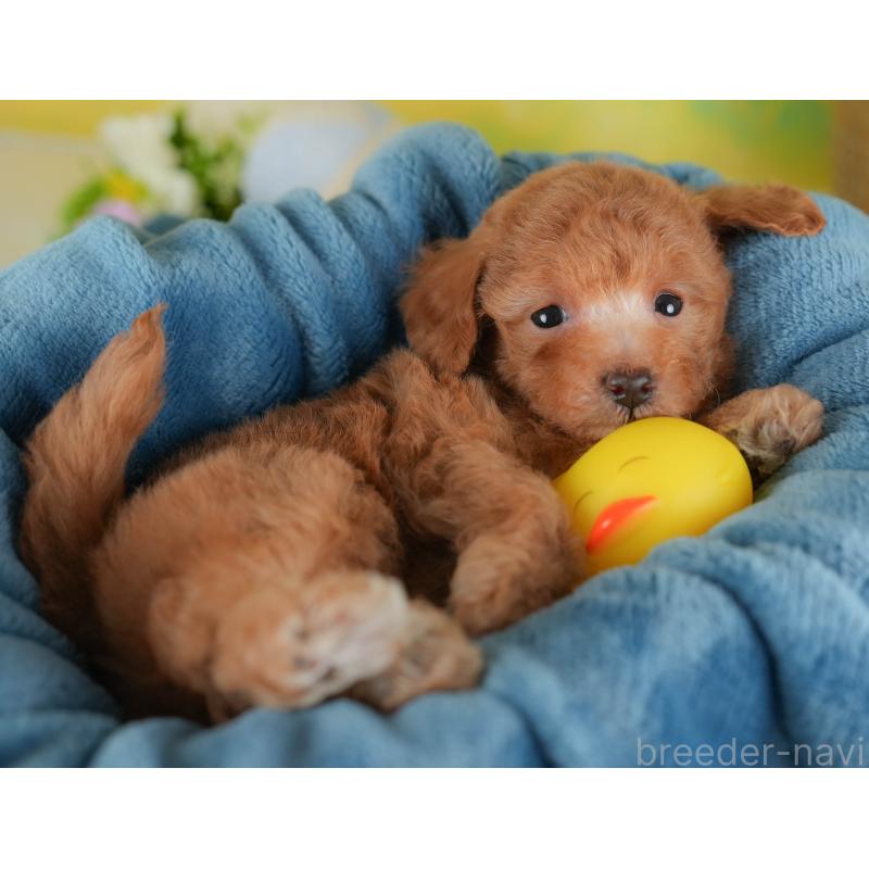 販売中の群馬県のトイプードル-452280の11枚目