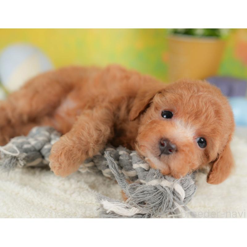 販売中の群馬県のトイプードル-452280の8枚目