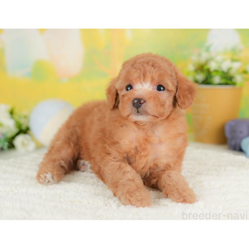 販売中の群馬県のトイプードル-452280の5枚目