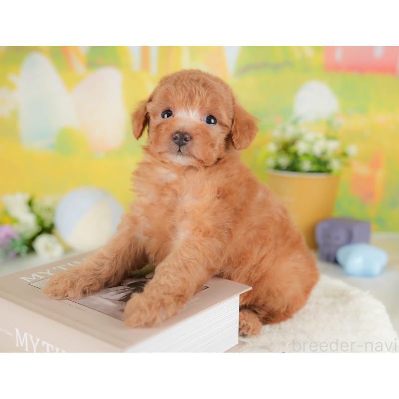 販売中の群馬県のトイプードル-452280の4枚目