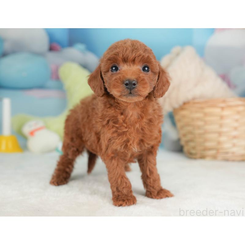 販売中の群馬県のトイプードル-452279の10枚目