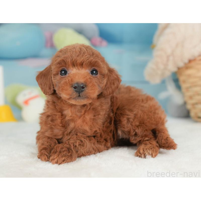 販売中の群馬県のトイプードル-452279の9枚目