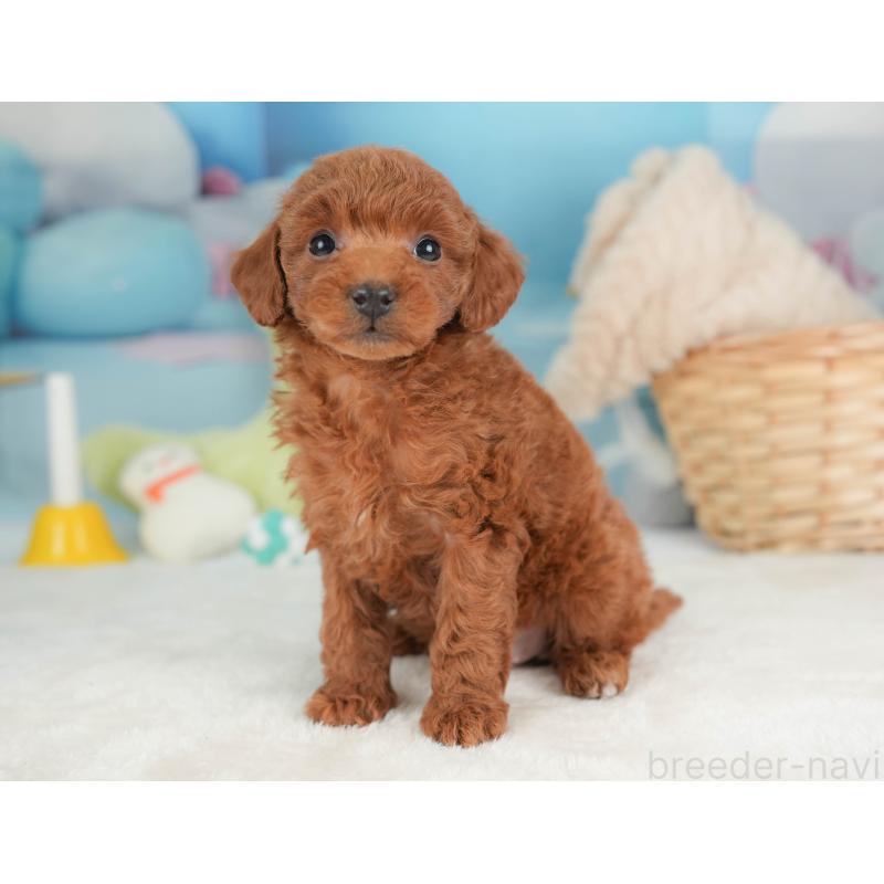 販売中の群馬県のトイプードル-452279の8枚目