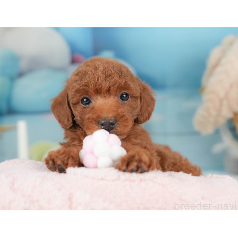 販売中の群馬県のトイプードル-452279の6枚目