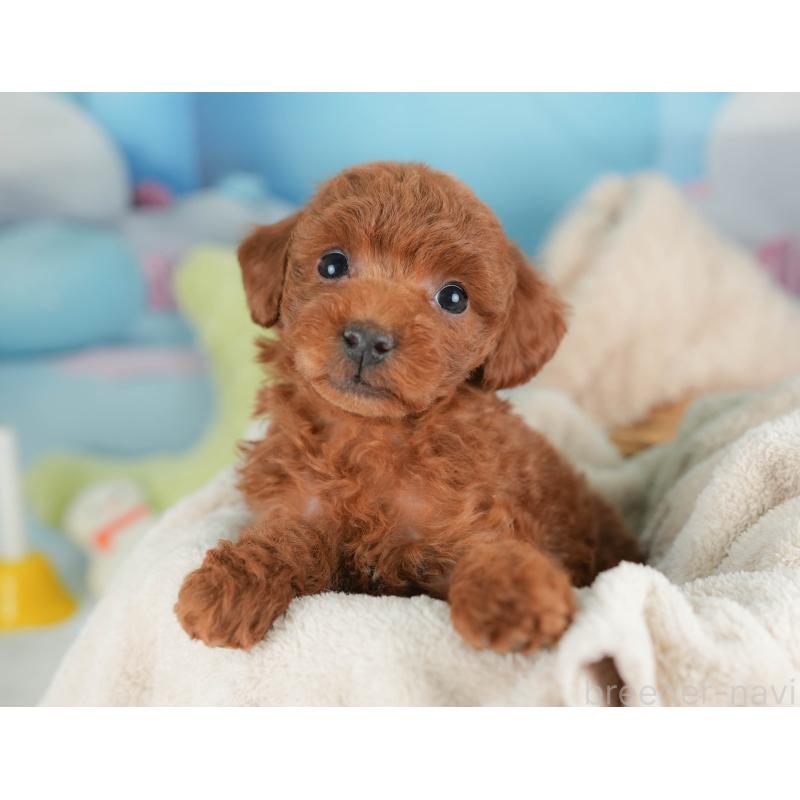 販売中の群馬県のトイプードル-452279の4枚目