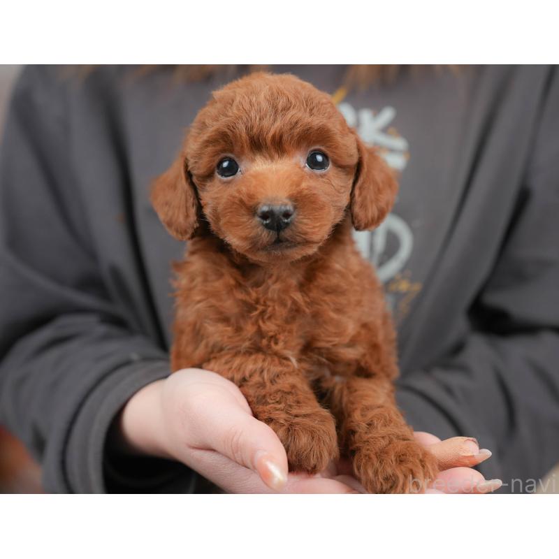 販売中の群馬県のトイプードル-452279の3枚目