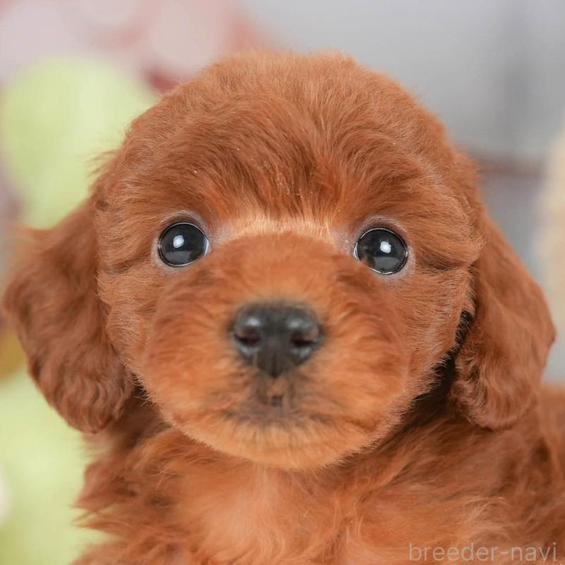 ♀︎トイプードル