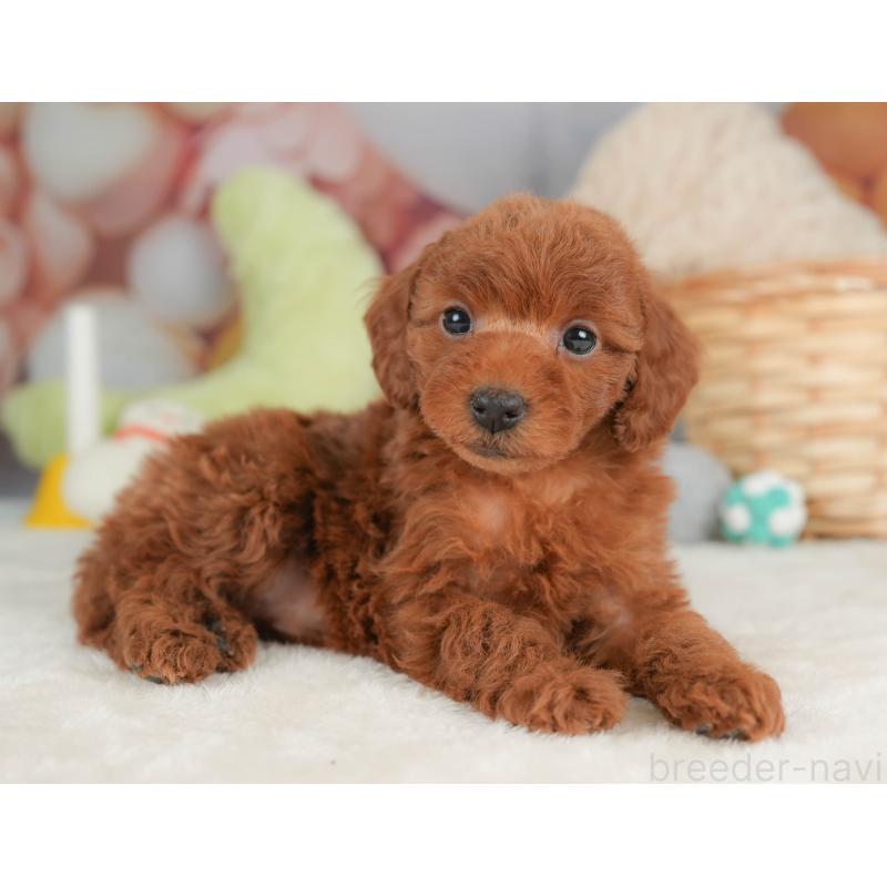 販売中の群馬県のトイプードル-452278の11枚目