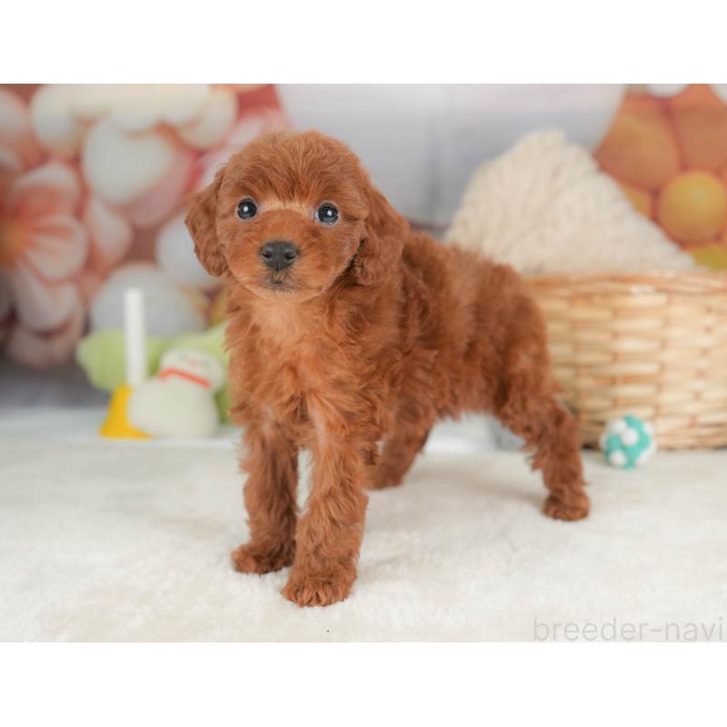 販売中の群馬県のトイプードル-452278の10枚目