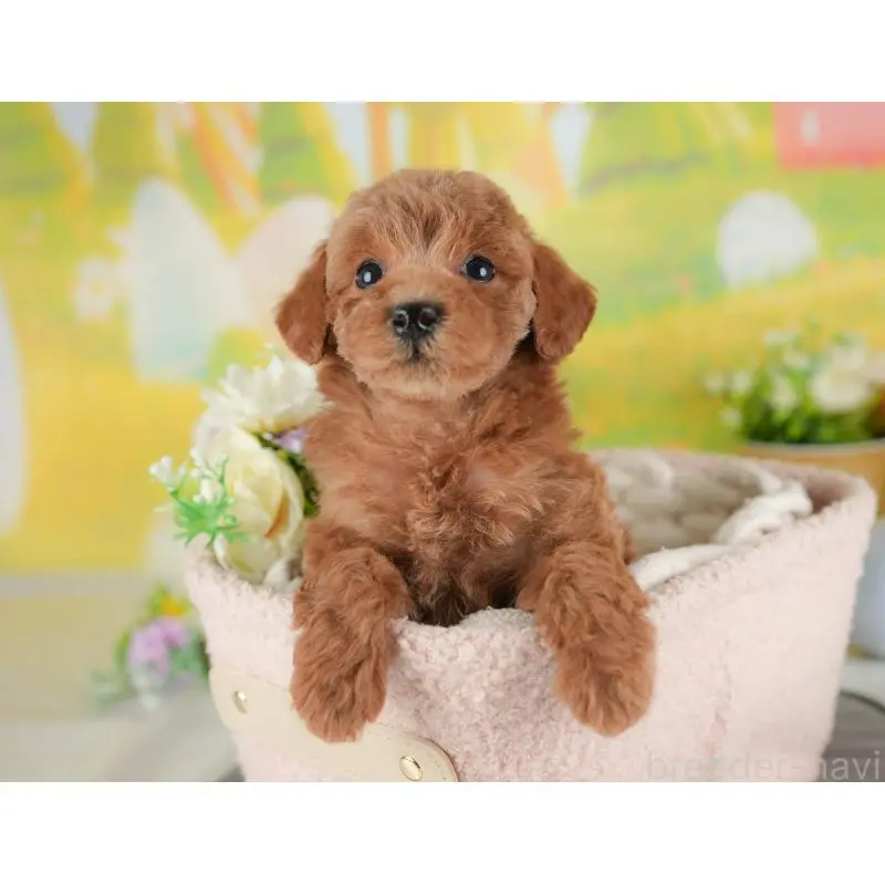 販売中の群馬県のトイプードル-452275の8枚目