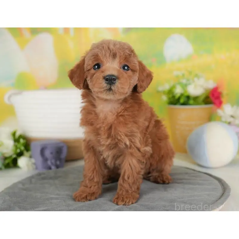 販売中の群馬県のトイプードル-452275の4枚目