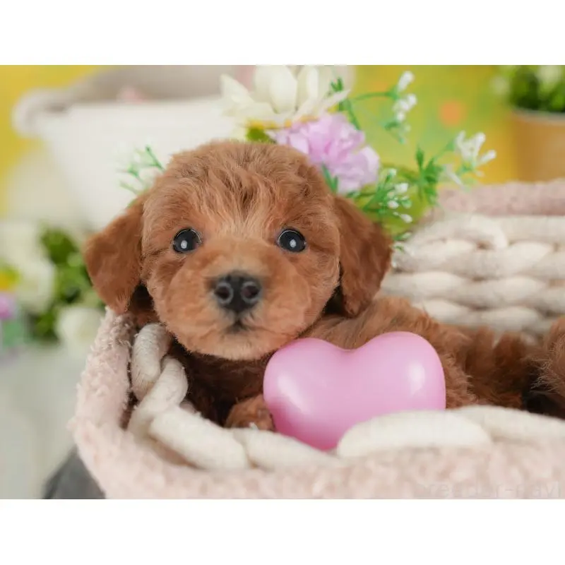 販売中の群馬県のトイプードル-452275の3枚目