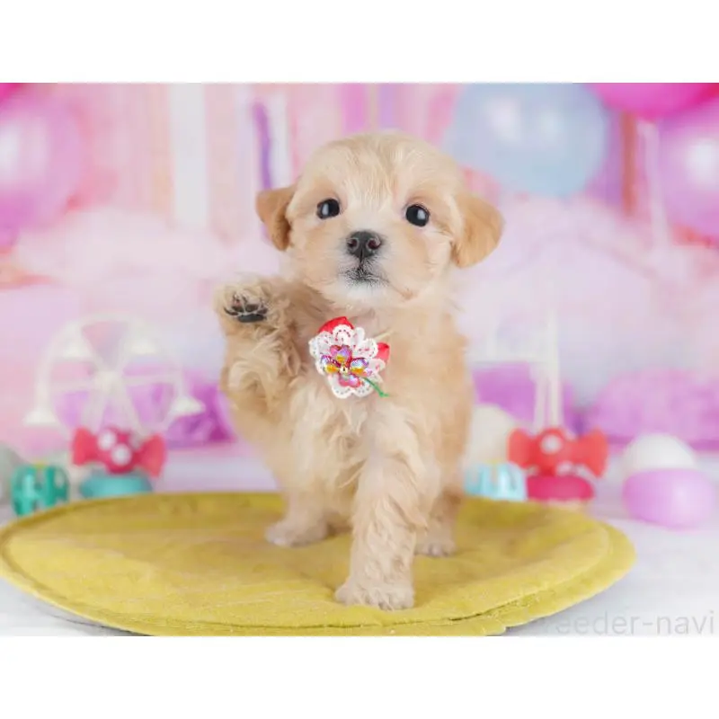 販売中の東京都のマルプー:マルチーズ×トイプードル-452376の11枚目