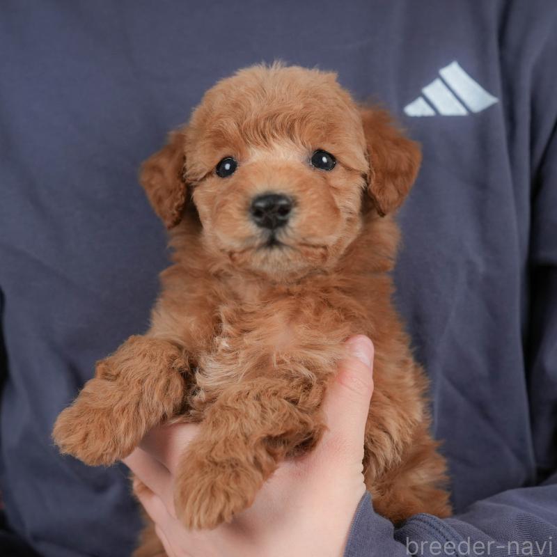 ♂︎トイプードル